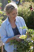 Woman picking gooseberries 'Hinnonmäki'