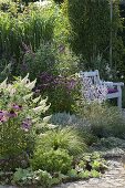 Beet mit Buddleia Buzz 'Ivory' (Sommerflieder), Echinacea purpurea 'Magnus'