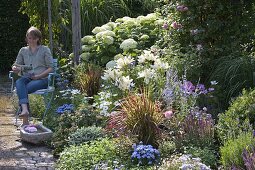 Bed with Lilium, Hydrangea arborescens 'Annabelle'