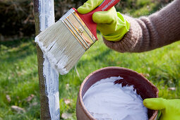 Paint bark of trees with lime to protect against frost cracking