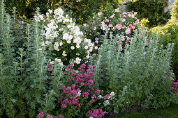 Artemisia absinthium 'Lambrook Silver' (Edelraute), Centranthus ruber (Spornblume), Rosa 'Ghislaine de Feligonde', 'Alchemist' (Kletterrosen), öfterblühend, duftend