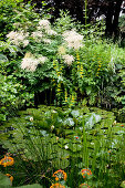 Small pond with Nymphaea (water lilies), perennials on the bank: Aruncus dioicus (honeysuckle), Lysimachia punctata (golden loosestrife)