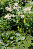 Small pond with Nymphaea (water lilies), perennials on the bank: Aruncus dioicus (honeysuckle), Lysimachia punctata (goldwort)