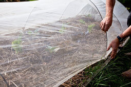 A protective net protects the cabbage plants from the egg-laying of the cabbage white butterfly and the damage caused by its caterpillars