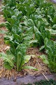 Romana-Salat, Römersalat, Bindesalat (Lactuca sativa var. longifolia) mit Stroh gemulcht im Gemüsebeet
