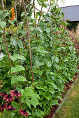 Stangenbohnen (Phaseolus) an Bohnenstangen im Bauerngarten