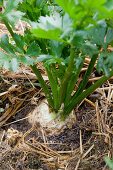 Celeriac (Apium graveolens var rapaceum) mulched with straw in vegetable bed