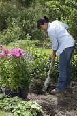 Fill gaps in the bed with flowering perennials (1/5)