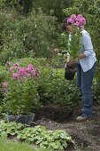 Fill gaps in the bed with flowering perennials (2/5)
