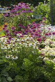 Pink and white bed with Echinacea purpurea 'Avalanche' white, 'Meringue'.