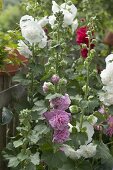 Alcea Charters 'Pink' 'Red' 'White' (hollyhocks)
