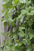 Capuchin pea 'Blauschokkers' in a wooden tub on the terrace