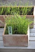 Shallot seedlings (Allium ascalonicum) in terracotta boxes