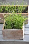 Shallot Seedlings (Allium ascalonicum) in terracotta box