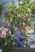 Datura 'Pink Favourite' (Engelstrompete)