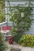 Nibble balcony with spaghetti pumpkin on wooden trellis