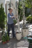 Birch trunks as climbing aid for showy vine 1/5