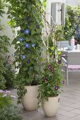 Birch trunks as a trellis aid for morning glory