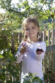 Mädchen pflückt Brombeeren (Rubus), Gartenzaun