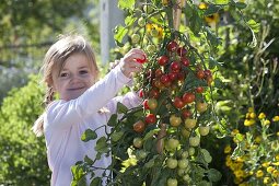 Girl picking cocktail tomatoes (Lycopersicon)