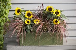 Grüner Holzkasten mit Helianthus annuus (Sonnenblumen) und Pennisetum