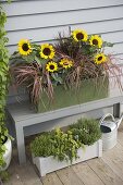 Grüner Holzkasten mit Helianthus annuus (Sonnenblumen) und Pennisetum