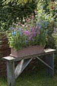 Terracotta box with different types of sage