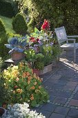 Snack terrace with herbs and vegetables