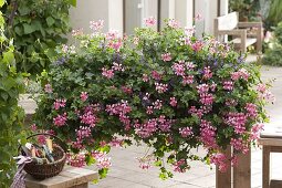 Pelargonium peltatum 'Ville de Paris rosa' (hanging geranium), Scaevola aemula