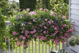 Pelargonium peltatum 'Ville de Paris rosa' (Hängegeranien), Scaevola aemula