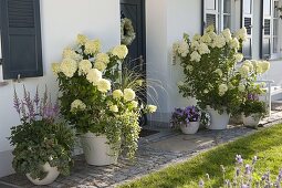 House entrance with Hydrangea 'Limelight' (panicle hydrangea)
