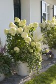 House entrance with Hydrangea 'Limelight' (panicle hydrangea)
