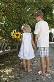 Children with Helianthus (sunflowers) under the apple tree (Malus)