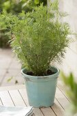 Cola plant (Artemisia abrotanum var. maritima) in a turquoise pot