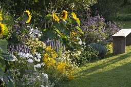 Helianthus 'Summer Breeze'(Sunflowers), Agastache 'Blue Fortune'