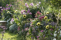 Summer bed with Helianthus 'Garden Statement' (sunflowers), Cosmos