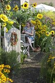 Bauerngarten mit Helianthus (Sonnenblumen), Helenium