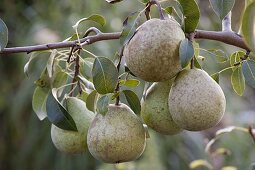Pear 'Alexander Lukas' (Pyrus communis)