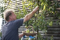 Man picking pear 'Williams Christ pear' (Pyrus communis) from trellis