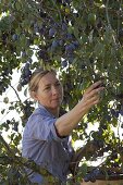 Woman picking plums (Prunus domestica)