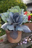 Red cabbage (Brassica oleracea convar. capitata var. rubra L.) in terracotta pot