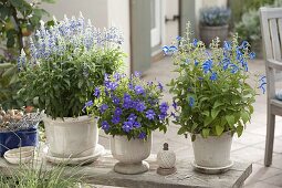 Blue planted pots on bench from left