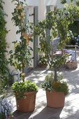 Fruit trees in the bucket on the terrace