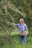 Frau pflückt Äpfel (Malus)