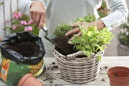 Planting a herb basket 2/4
