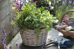 Planting herb basket 4/4