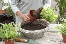 Sage - planting a basket (1/5)