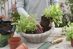 Sage - planting a basket (2/5)