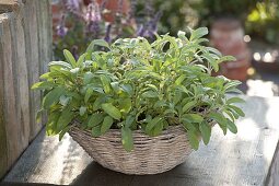 Plant sage basket 5/5