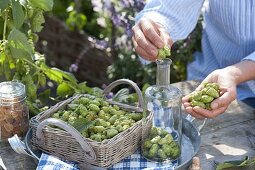 Preparing hop liqueur with vodka